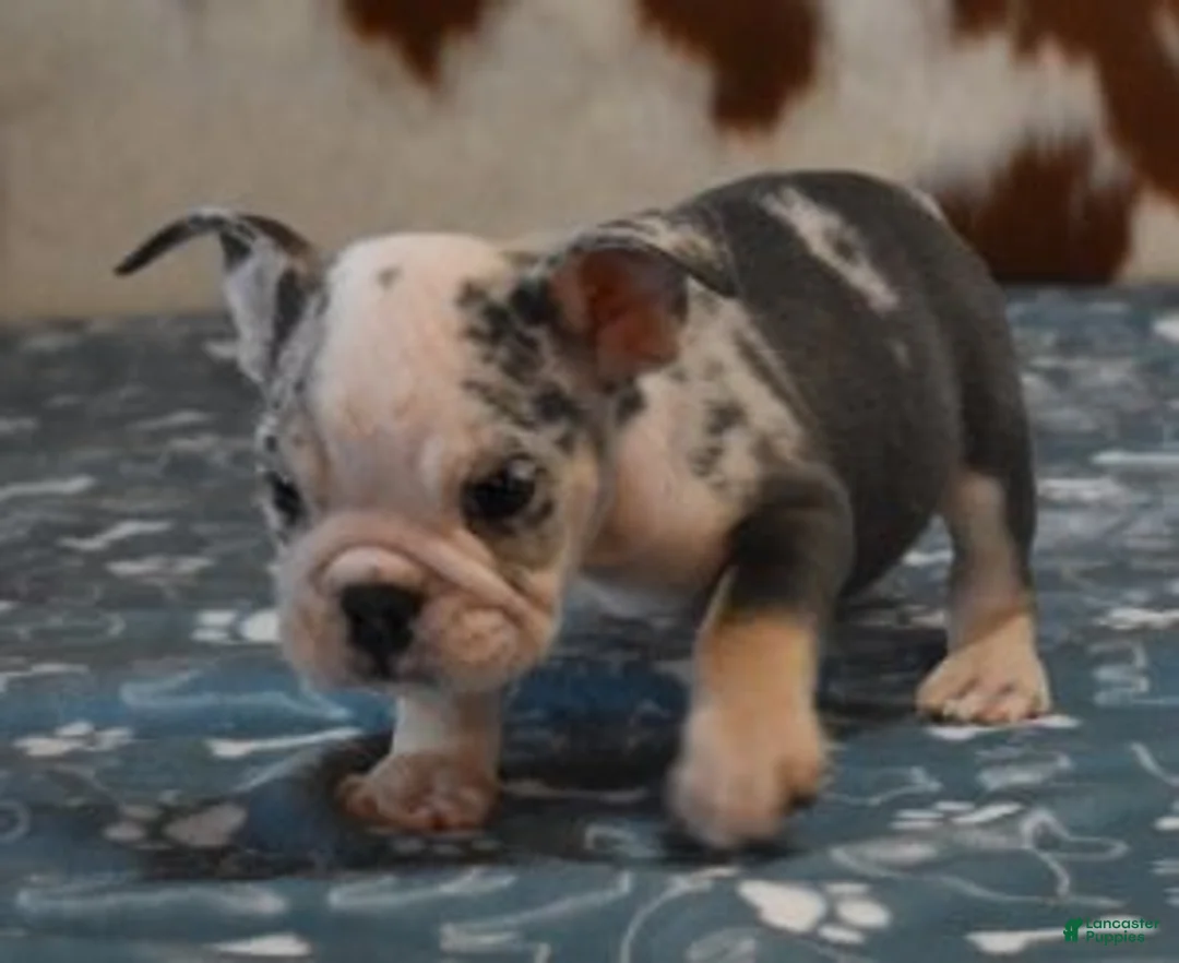 English Bulldog dogs for sale: BOSS, BLUE MERLE - Ad 4