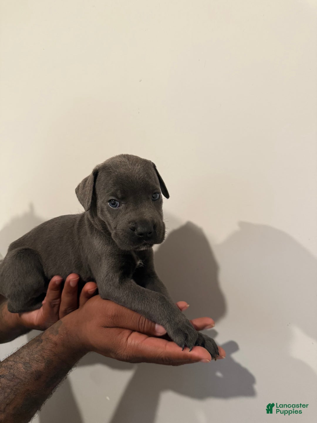 Cane Corso dogs for sale: Bella - Ad 2