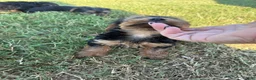 Yorkshire Terrier dogs for sale: Tiny Goliath  - Ad 6