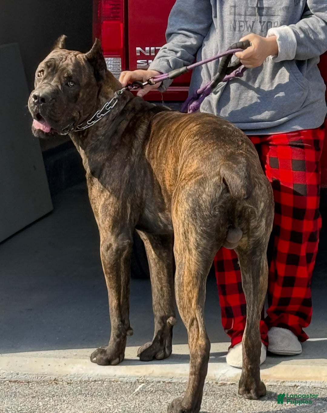 Gallery Image {{count}}