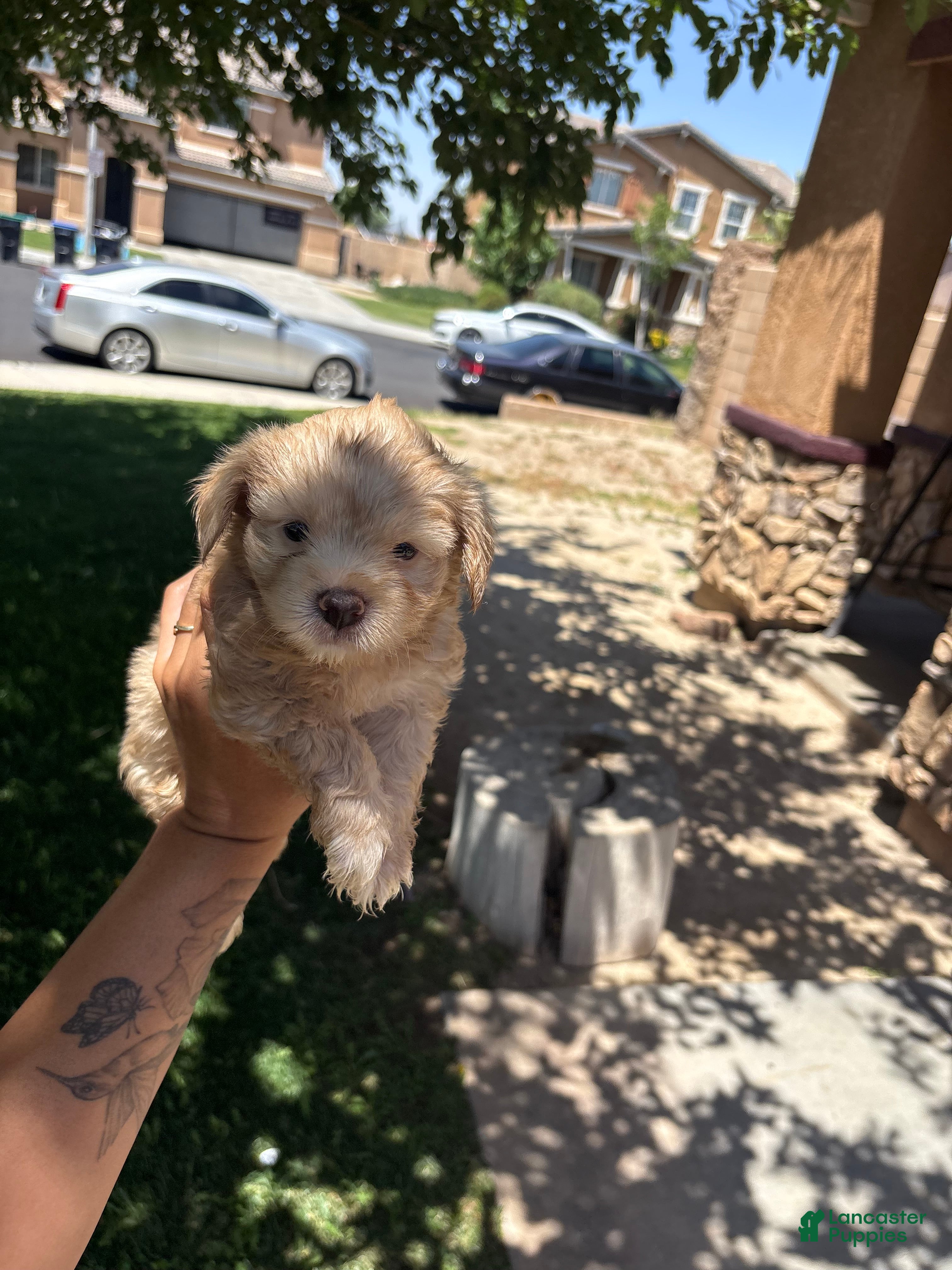 Schnoodle dogs Schnoodle 3 - Ad 6