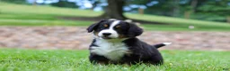 Bernese Mountain Dog dogs for sale: Claudia  - Ad 5