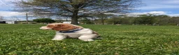 Cavalier King Charles Spaniel dogs for sale: Kliff - Ad 8