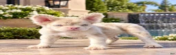 French Bulldog dogs for sale: Pink Bear  - Ad 19