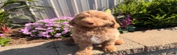 Goldendoodle dogs for sale: Mike - Ad 3