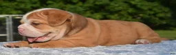 Mixed Breed dogs for sale: Tank hybrid bulldog puppy - Ad 14