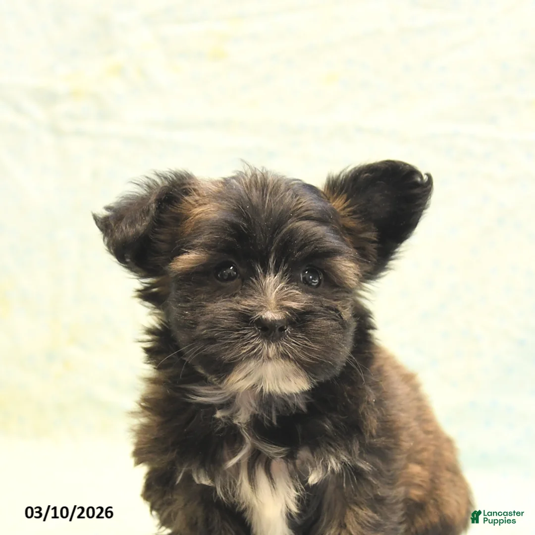 Morkie dogs for sale: Tyson - Ad 5
