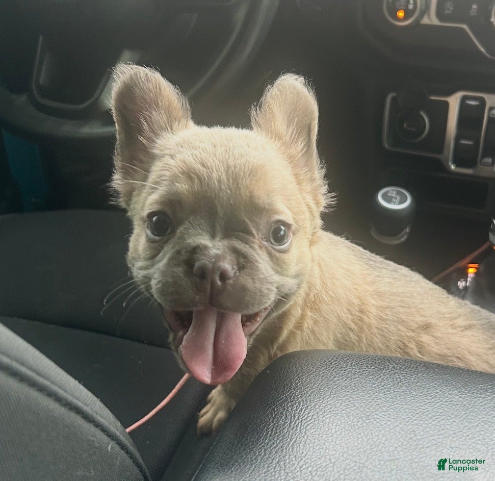 French Bulldog dogs Isabella new shade fluffy female - Ad 36
