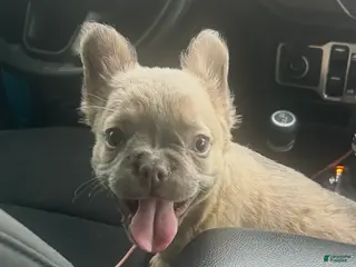 French Bulldog dogs Isabella new shade fluffy female - Ad 36