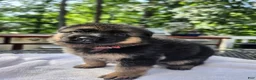 German Shepherd dogs for sale: German Shepherd 3 - Ad 2