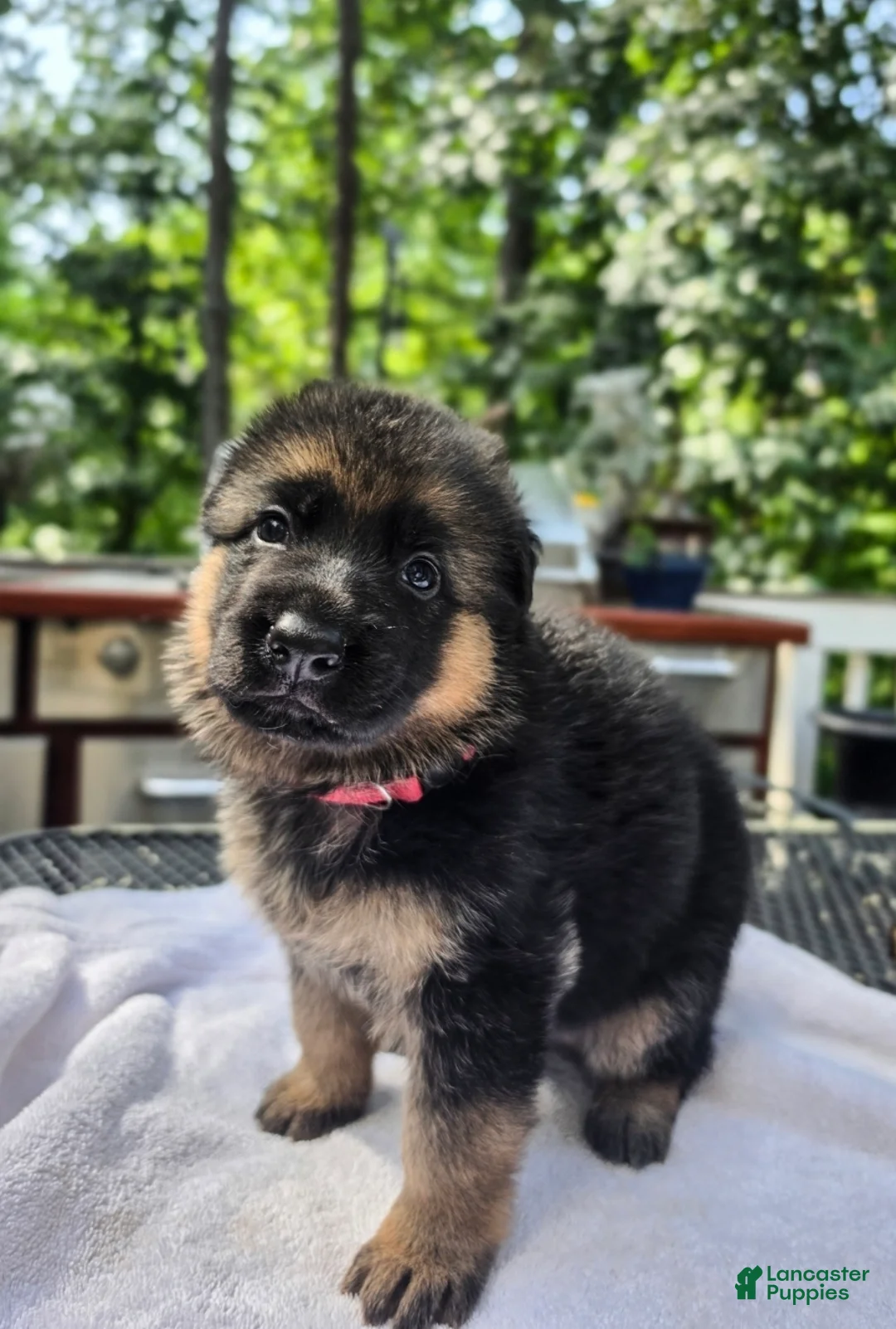 German Shepherd dogs for sale: German Shepherd 3 - Ad 2