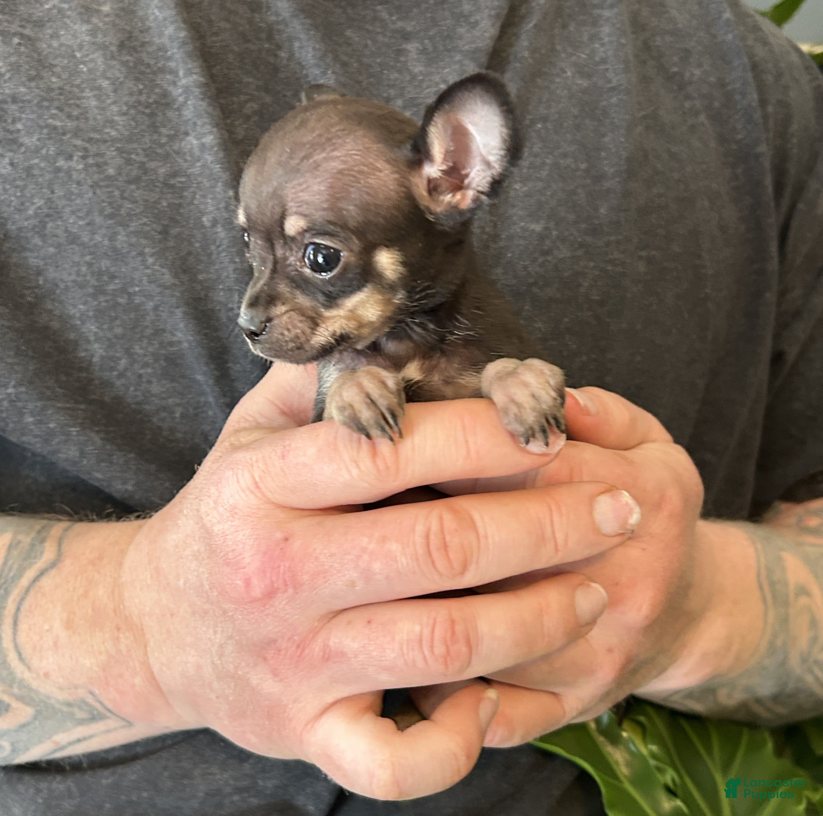 Chihuahua dogs Capitain - Ad 12