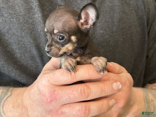 Chihuahua dogs Capitain - Ad 9