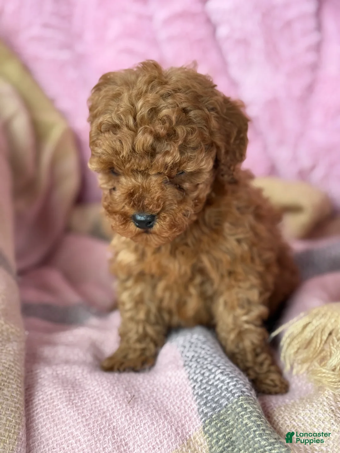 Toy Poodle dogs for sale: Nellie - Ad 5
