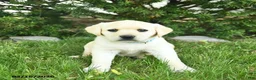 Labrador Retriever dogs for sale: Britney  - Ad 3