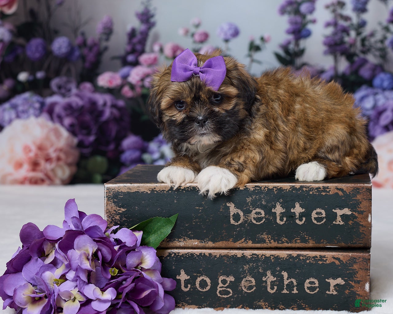 Shih Tzu dogs Rita - Ad 1