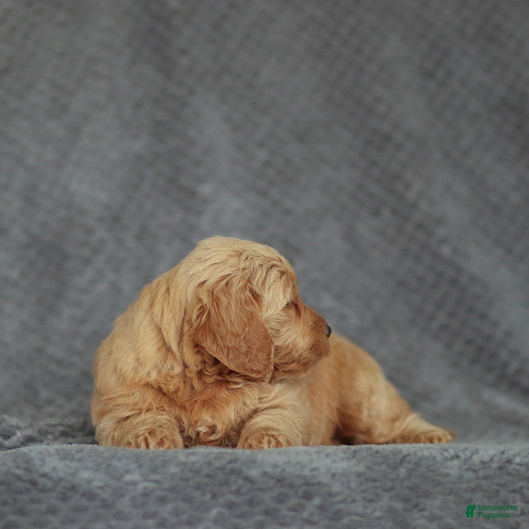 Mini Goldendoodle dogs for sale: Ruth - Ad 5