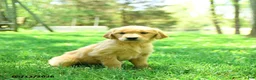 Golden Retriever dogs for sale: Precious - Ad 3