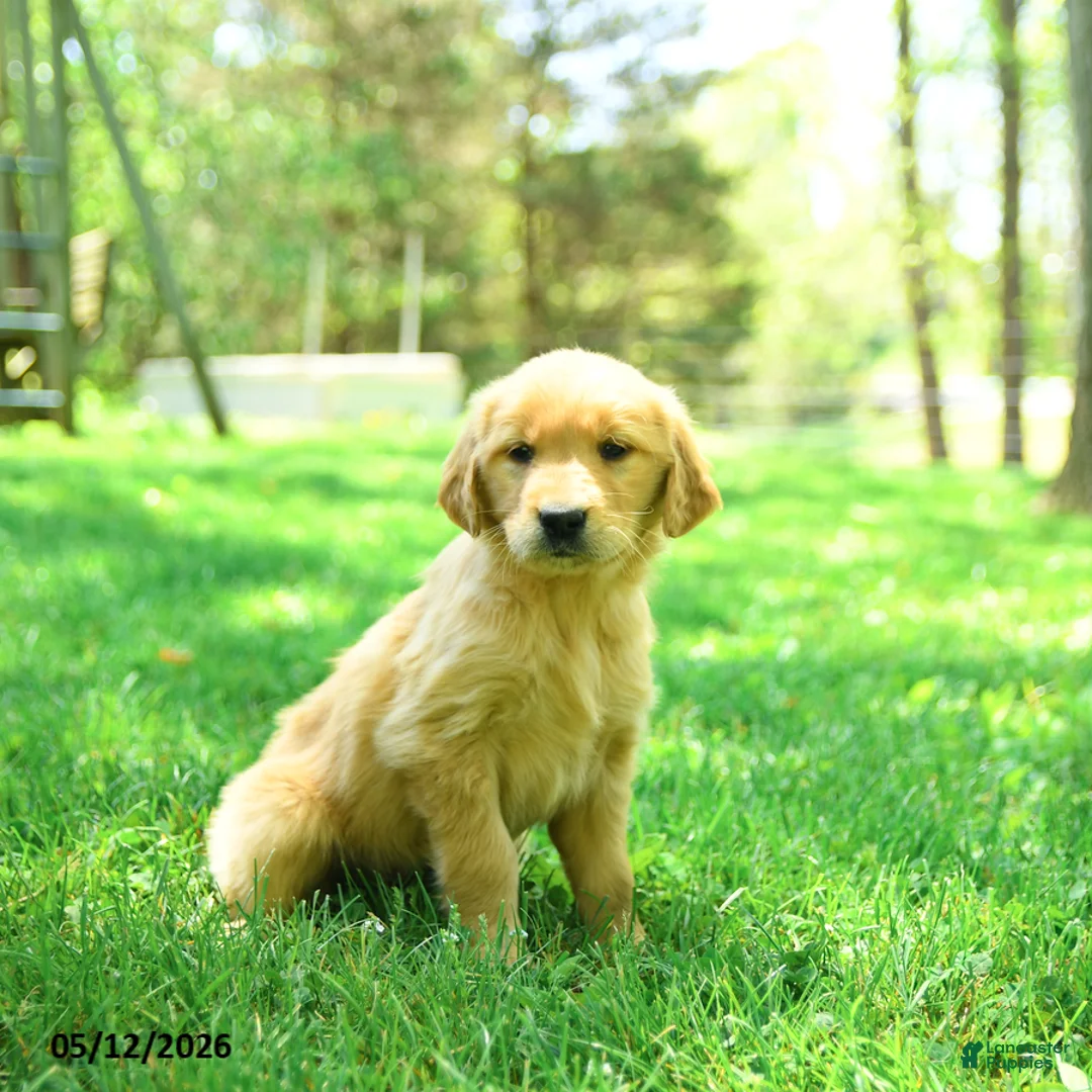 Golden Retriever dogs for sale: Precious - Ad 3