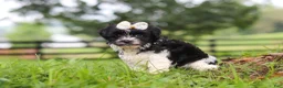Havanese dogs for sale: Fiona - Ad 6