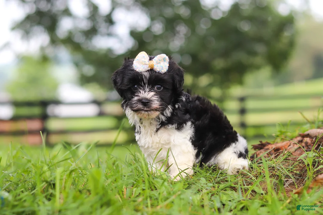 Havanese dogs for sale: Fiona - Ad 6