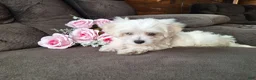 Maltese dogs for sale: Snowden - Ad 8