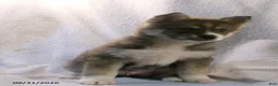 Pomsky dogs for sale: Petey - Ad 4