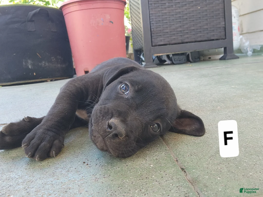 Mixed Breed dogs for sale: Mixed Breed 5 - Ad 2