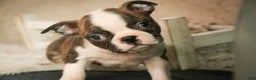Boston Terrier dogs for sale: Kurt - Ad 1