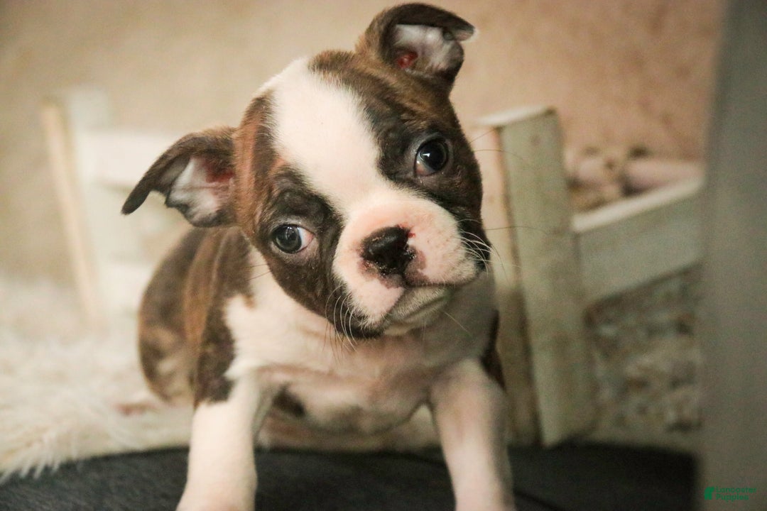 Boston Terrier dogs for sale: Kurt - Ad 1