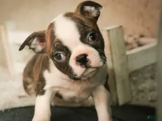 Boston Terrier dogs Kurt - Ad 21