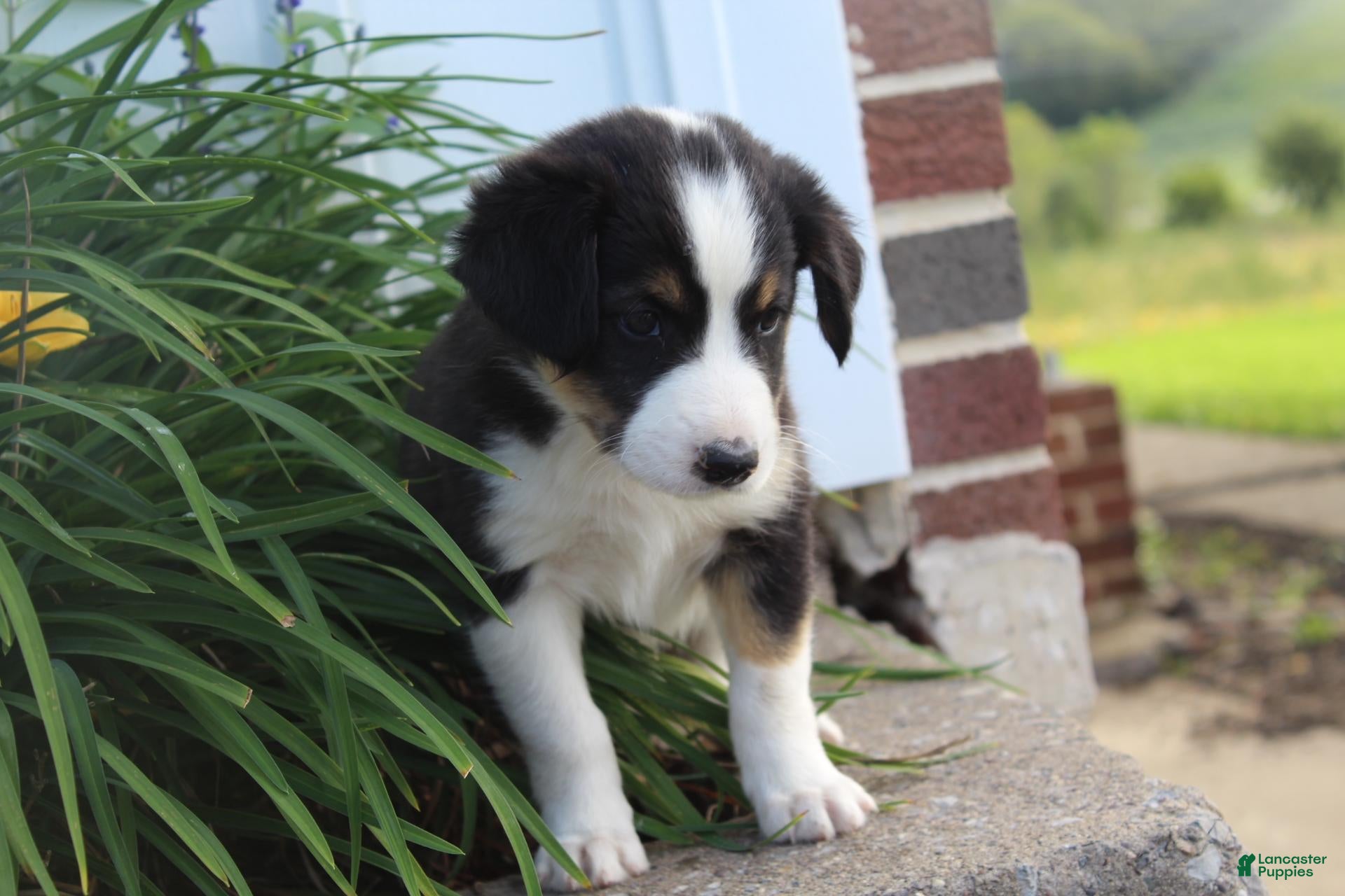 Oakley