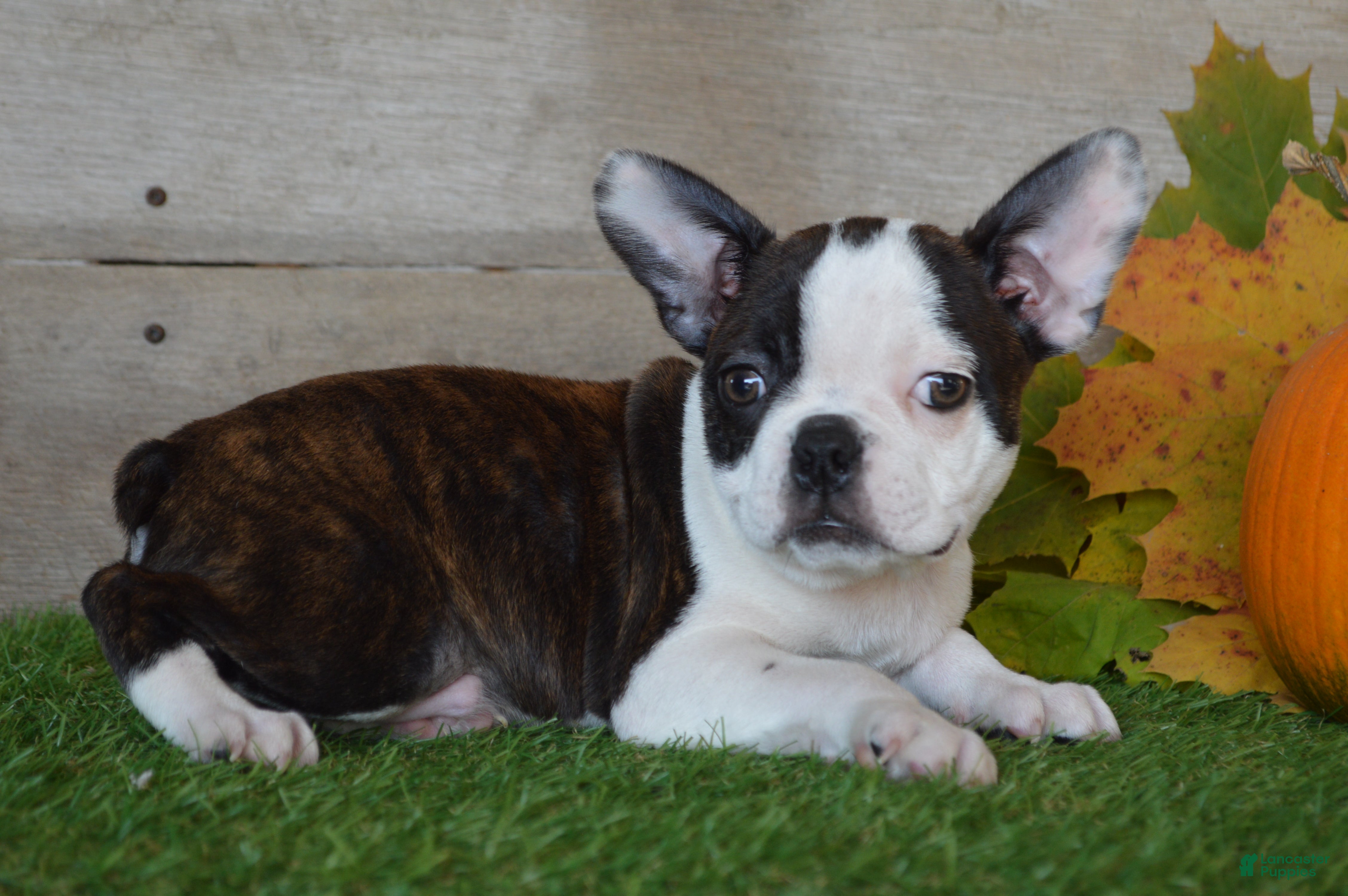 Boston Terrier dogs for sale: Joseph - Ad 1
