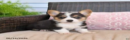 Welsh Corgi Pembroke dogs for sale: Moose - Ad 3