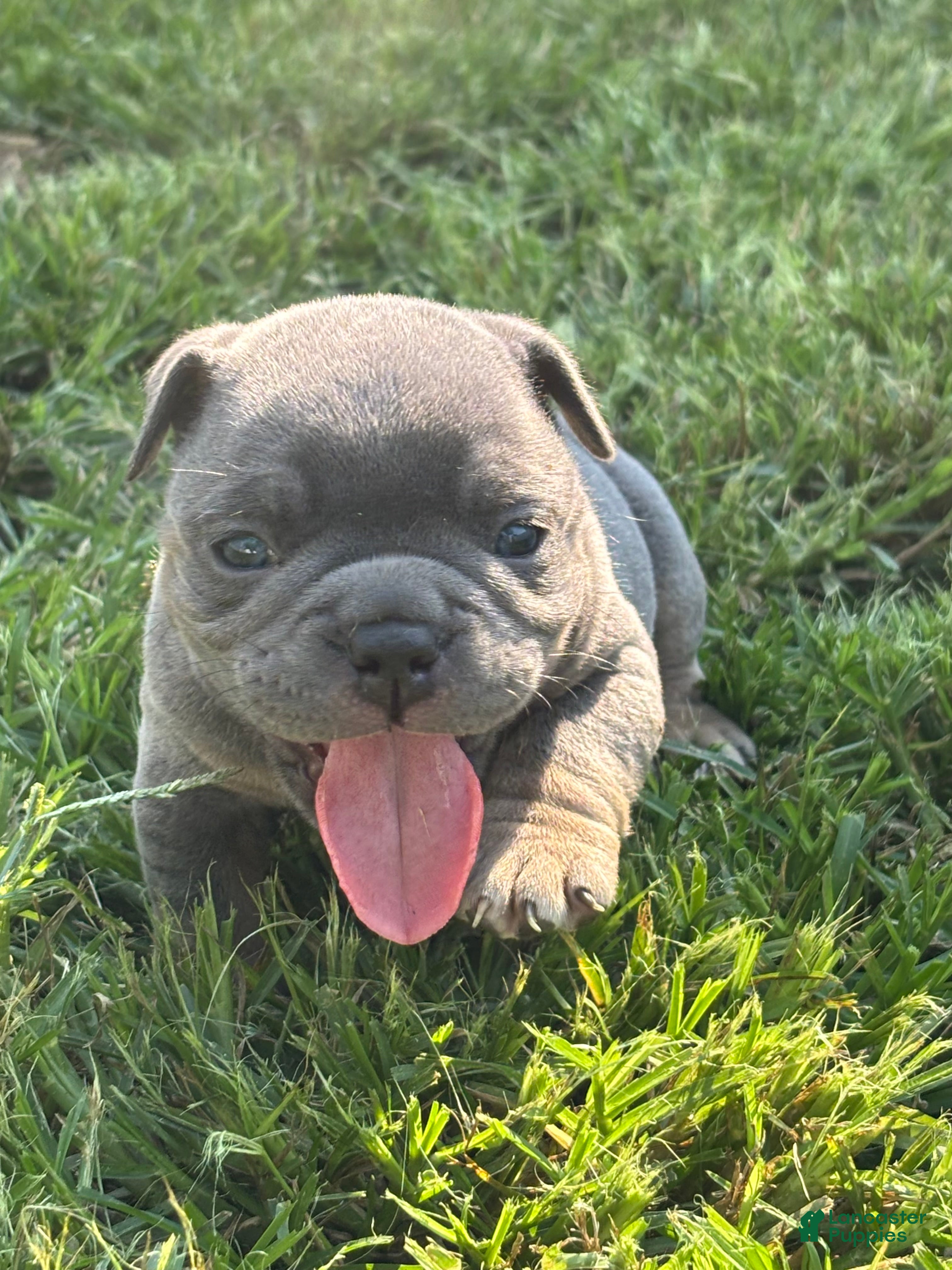 American Bully dogs American Bully 4 - Ad 5