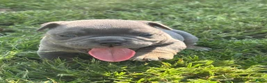 American Bully 4