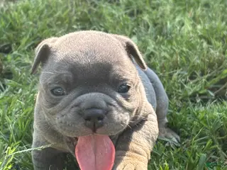 American Bully dogs American Bully 4 - Ad 5