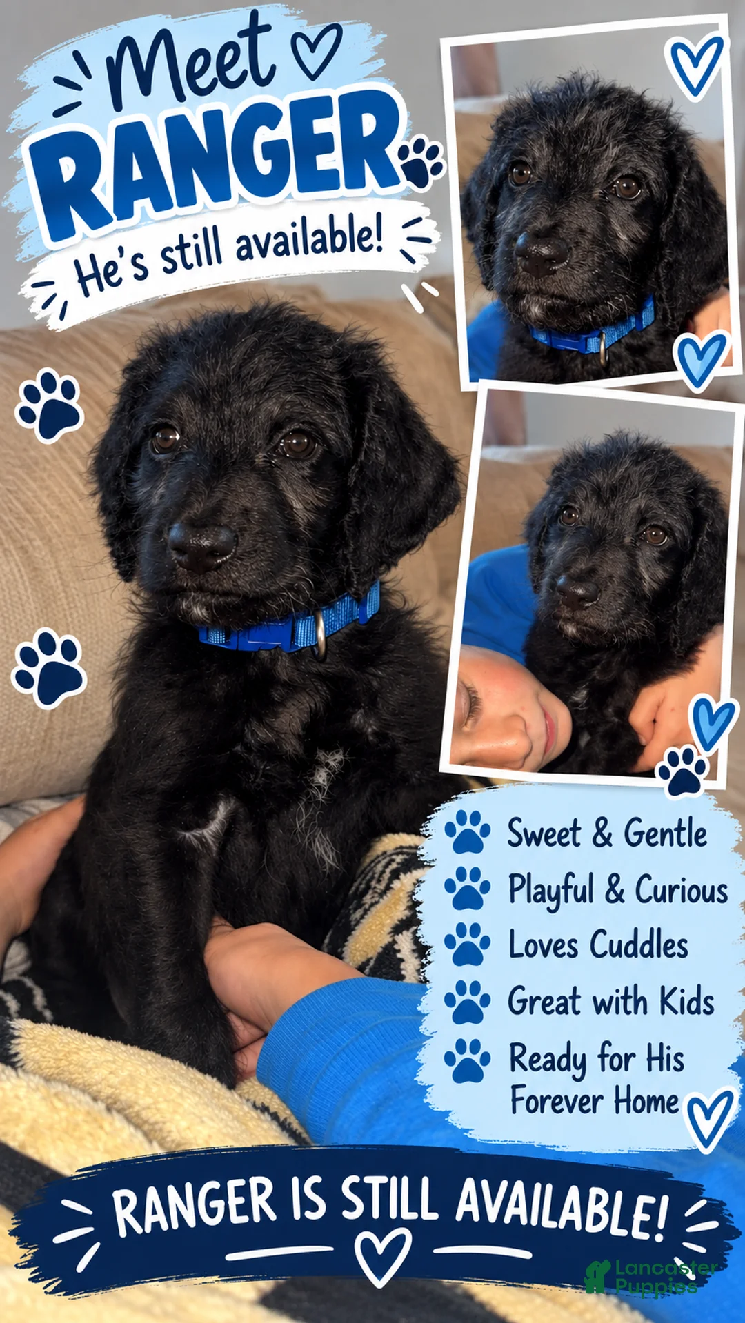 Double Doodle dogs for sale: Double Doodle 3 - Ad 1