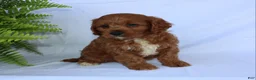 Cavapoo dogs for sale: Seth - Ad 4