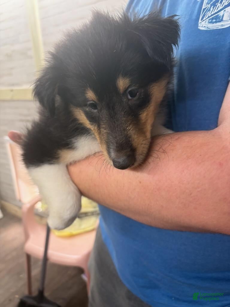 Collie dogs Collie 3 - Ad 1