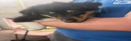Collie dogs for sale: Collie 3 - Ad 1