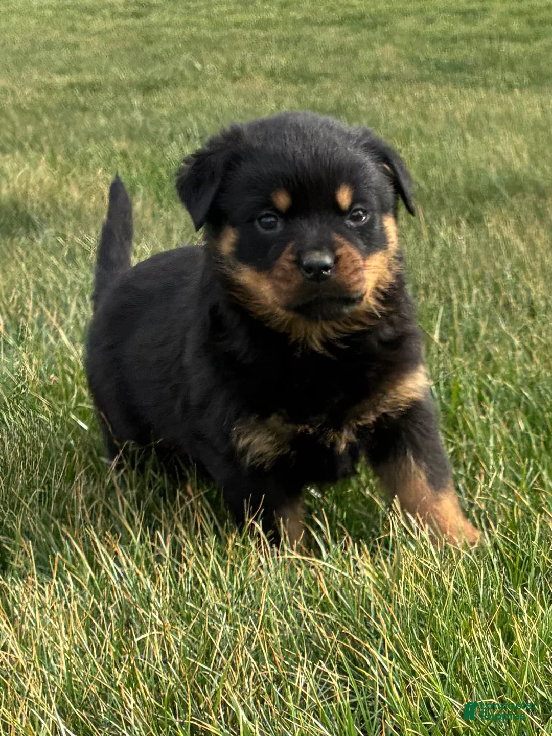 Rottweiler dogs for sale: Bexley - Ad 2
