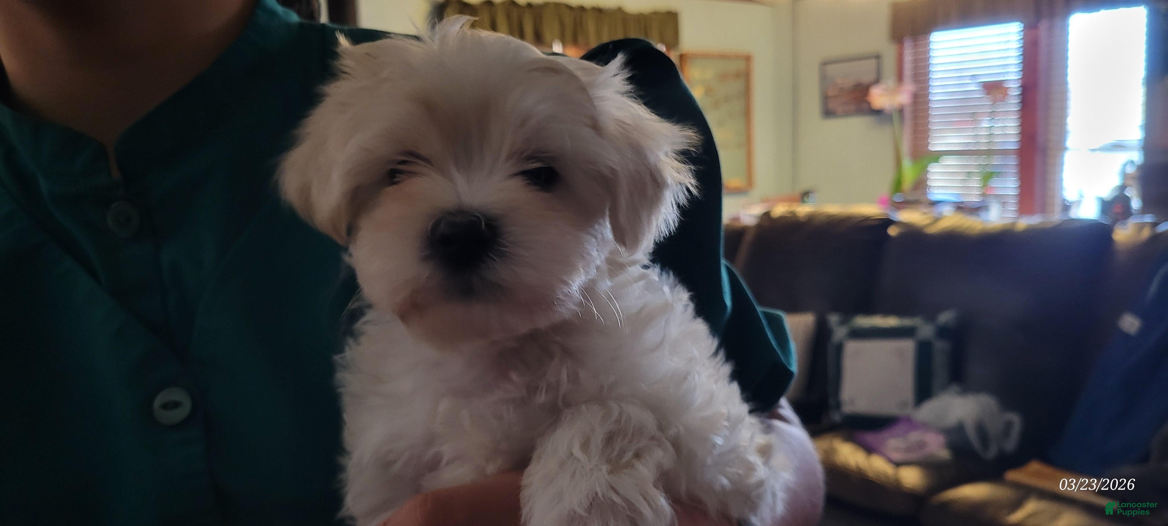 Maltipoo dogs Pansy - Ad 2