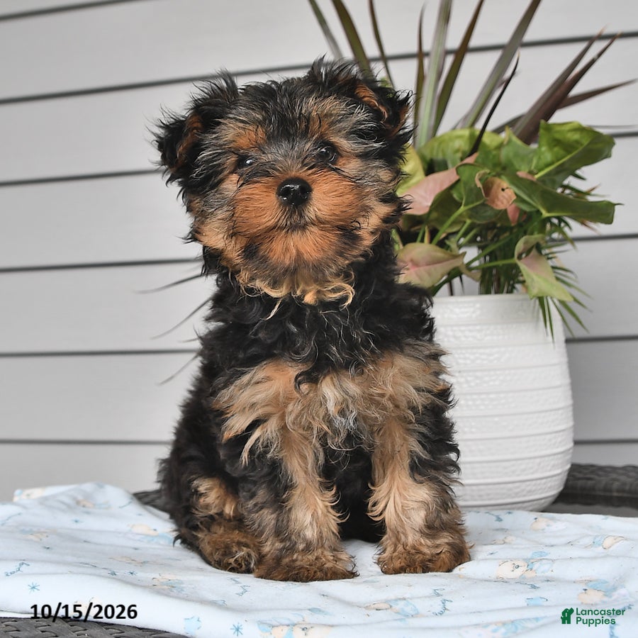Yorkshire Terrier dogs for sale: Tilly - Ad 2