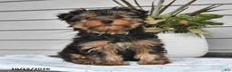Yorkshire Terrier dogs for sale: Tilly - Ad 2