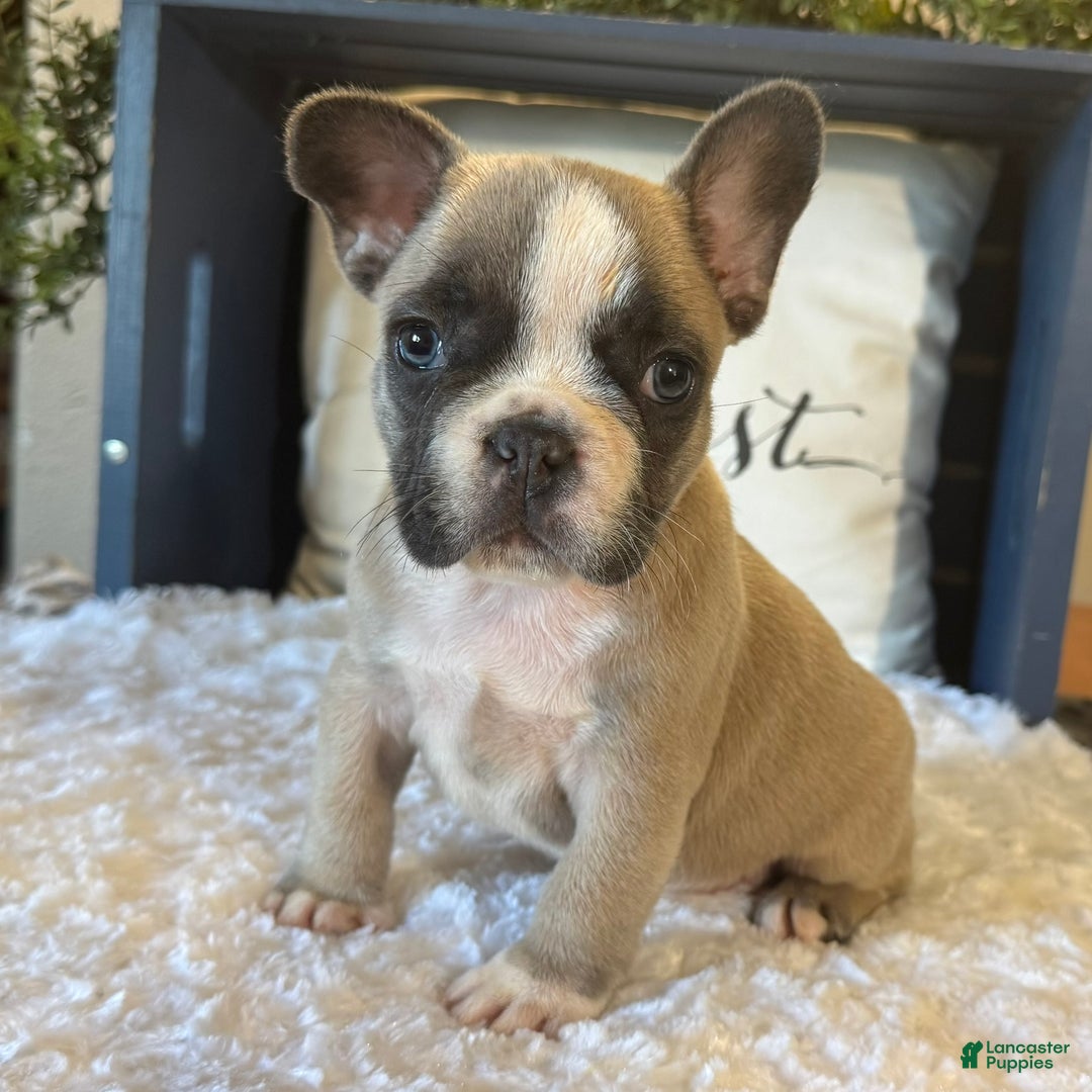 French Bulldog dogs for sale: Alex - Ad 36