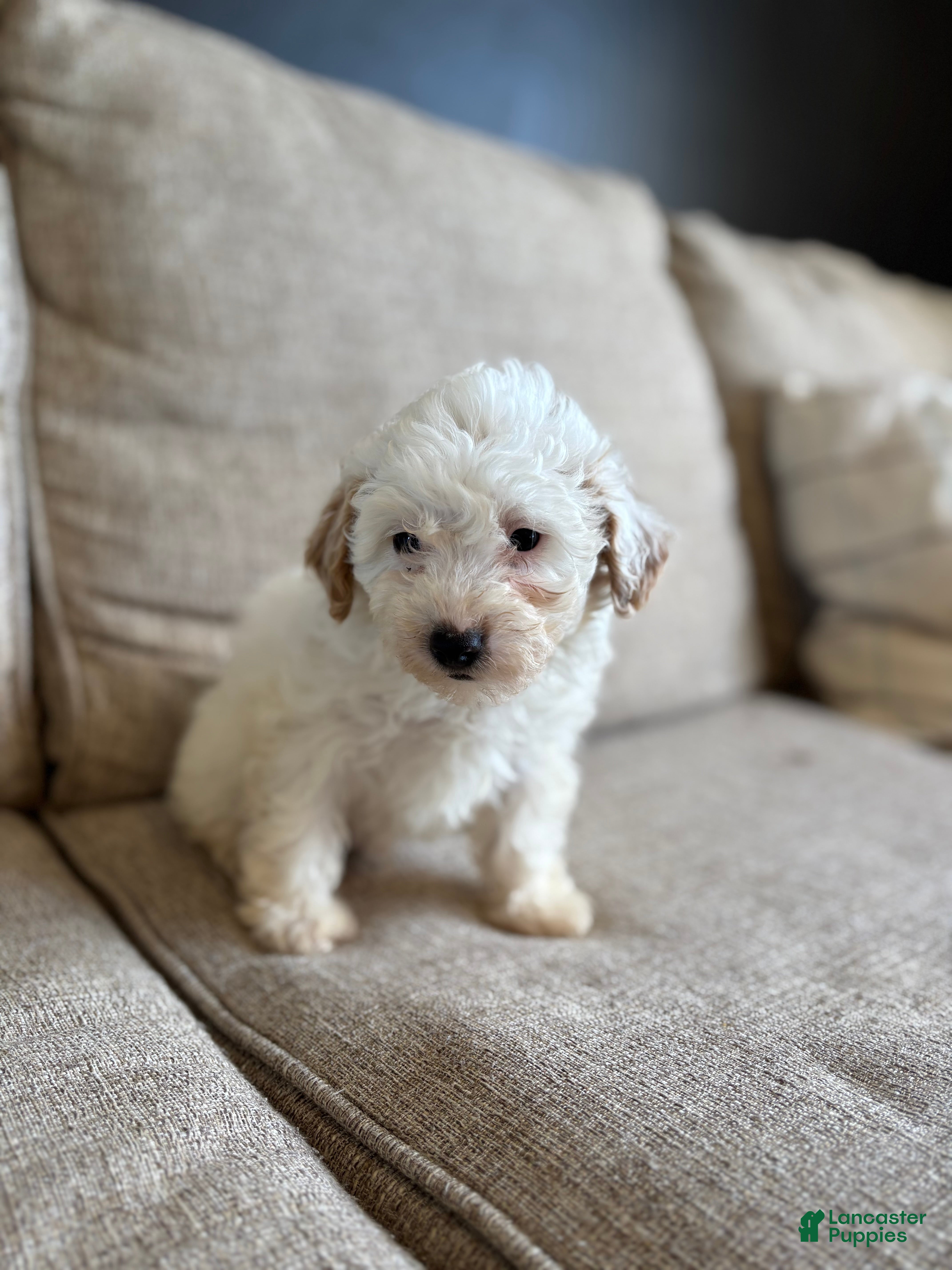 Maltipoo dogs Biscuit  - Ad 2
