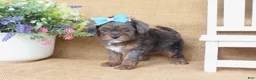 Cavapoo dogs for sale: Raven - Ad 5