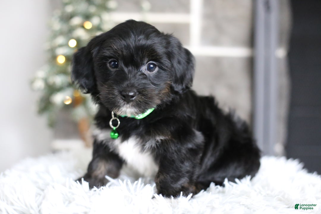 Yorkiepoo dogs for sale: Winston - Ad 11