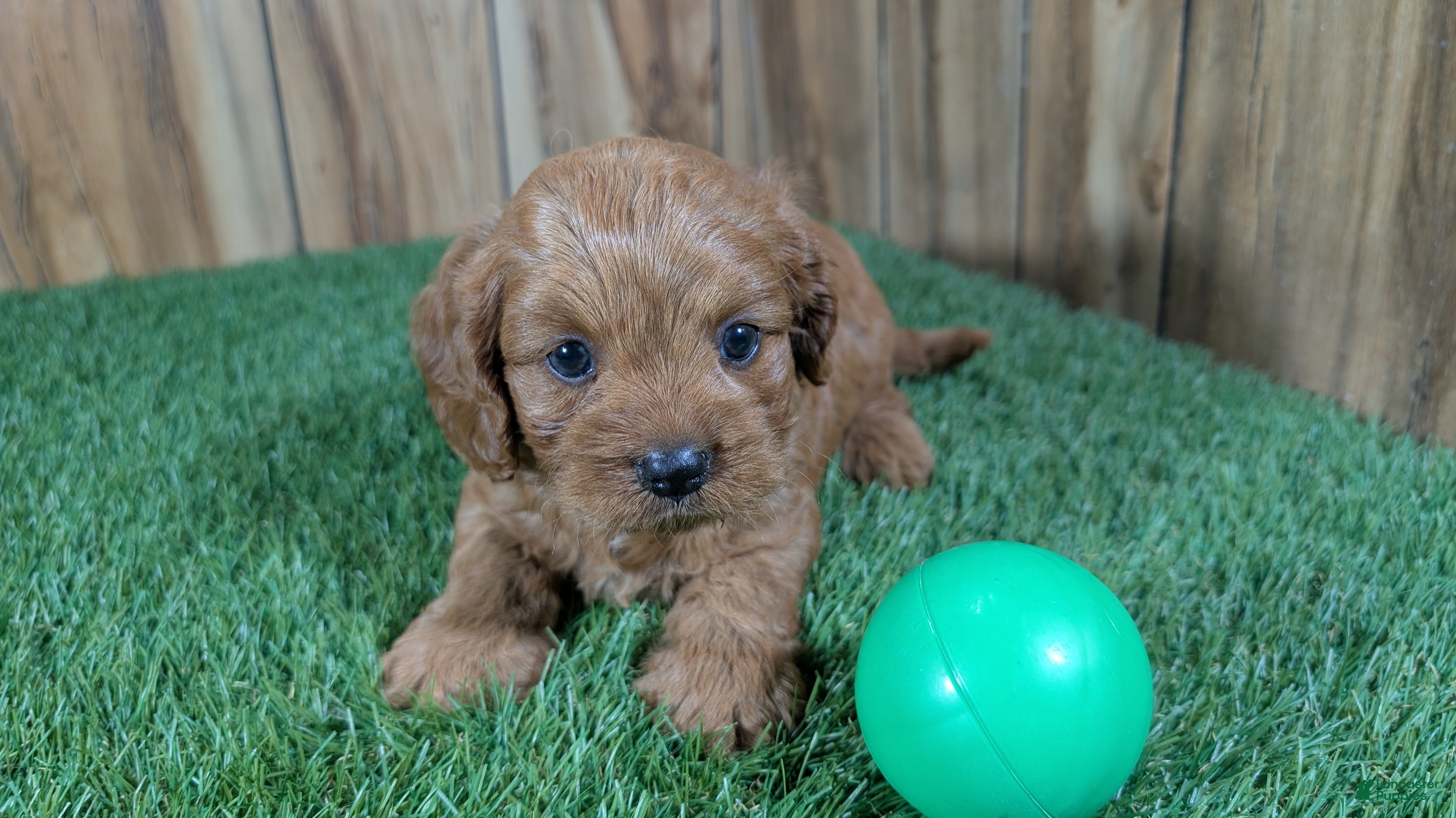 Cavapoo dogs Harlow Boy 1  - Ad 1